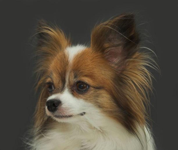 猫就什么原因?揭秘猫咪行为背后的秘密